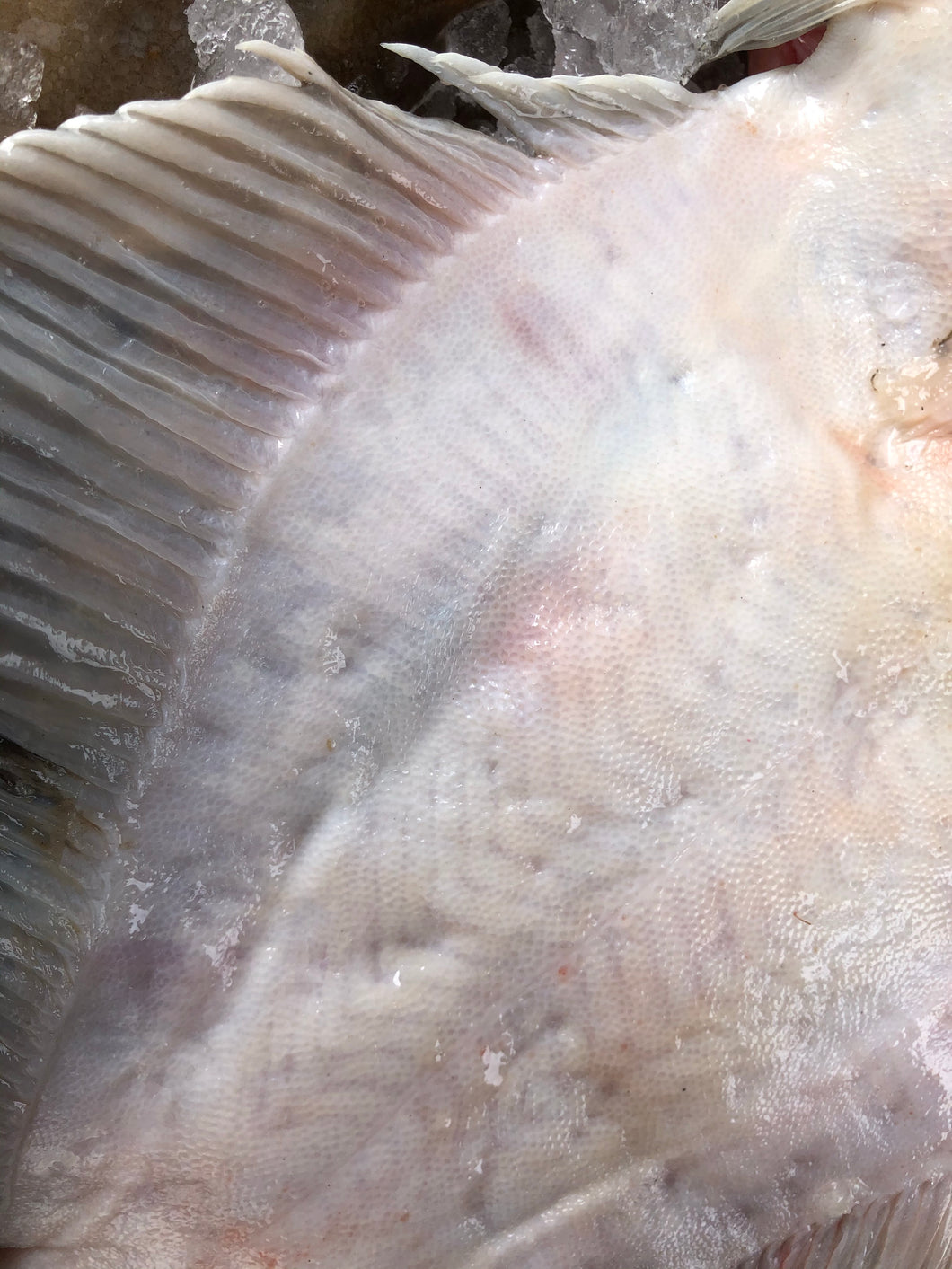 Dover Sole